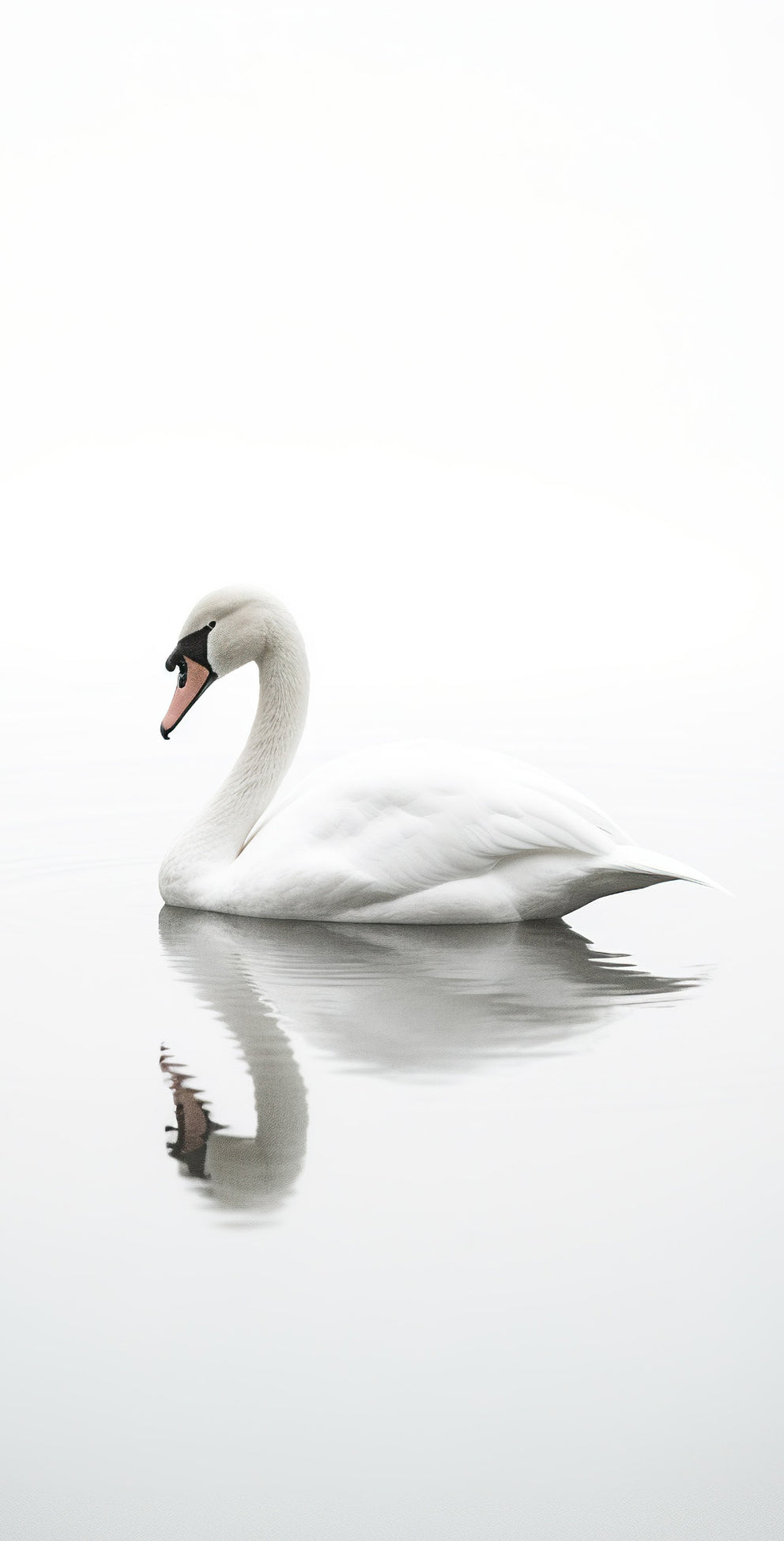 Swan